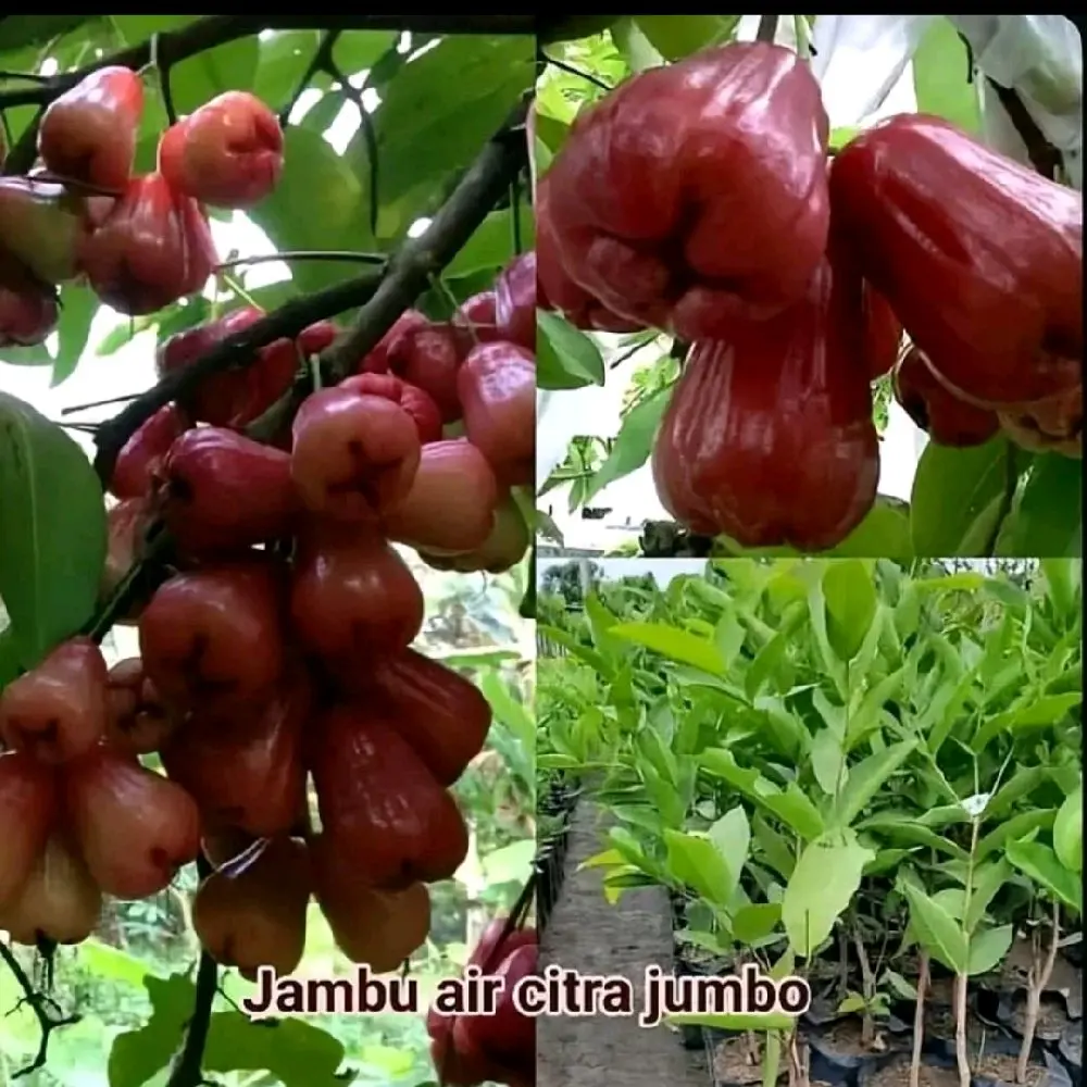 bibit Jambu Air Citra Jumbo Kualitas Terbaik