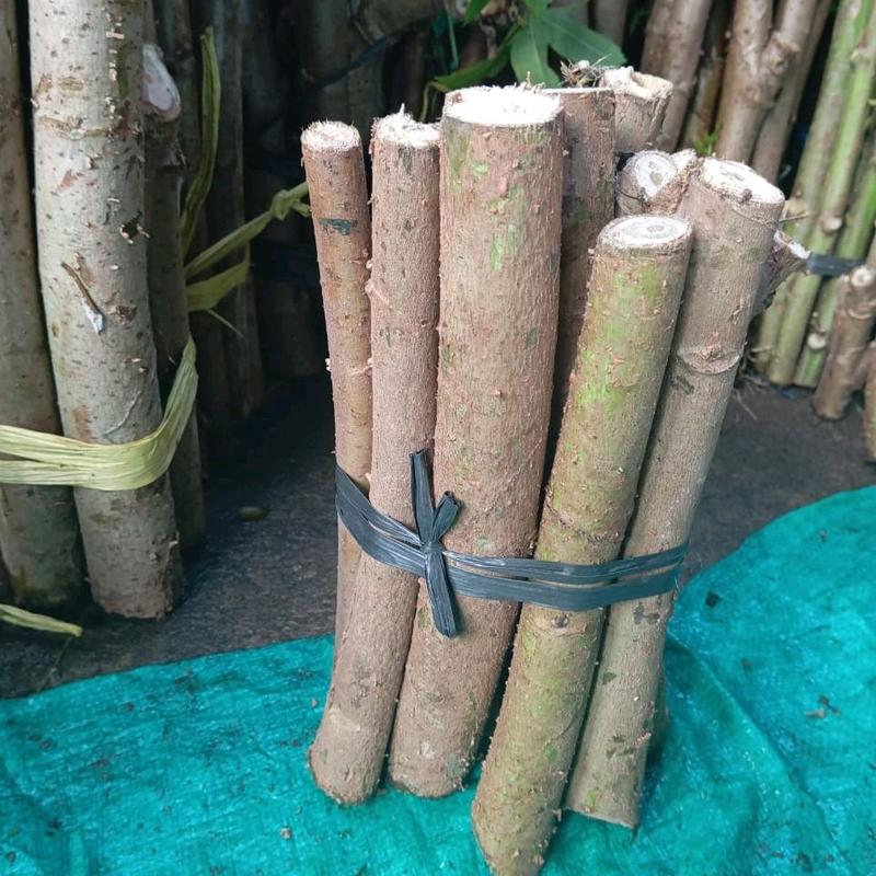 bibit singkong Papua per 10  batang uk  20cm 5