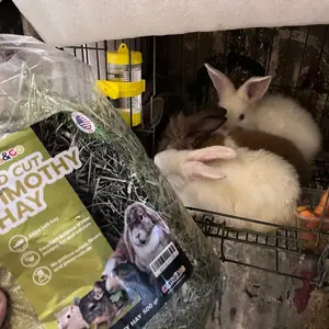 COD (YBL) Botol minum Hewan 80 ml  Gantung Hamster dan Kelinci (BELI LOKAL)