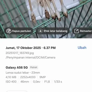 Olive Care Tetes Telinga Kucing Untuk Conge & Ear Mites