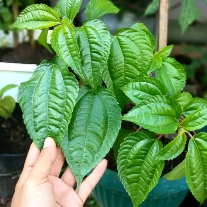 BIBIT TANAMAN LALAPAN POHPOHAN ISI 3 POHON