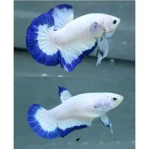 Hiasan aquarium pk blue rim jantan&betina