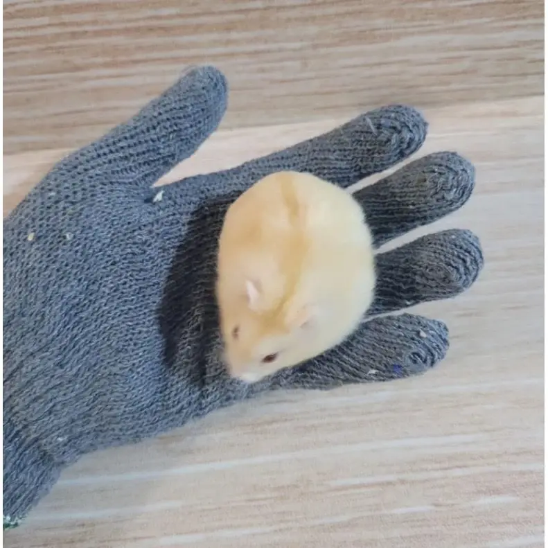Sarung Tangan Kain Rajut 1 Pasang All Size Pegang Hamster