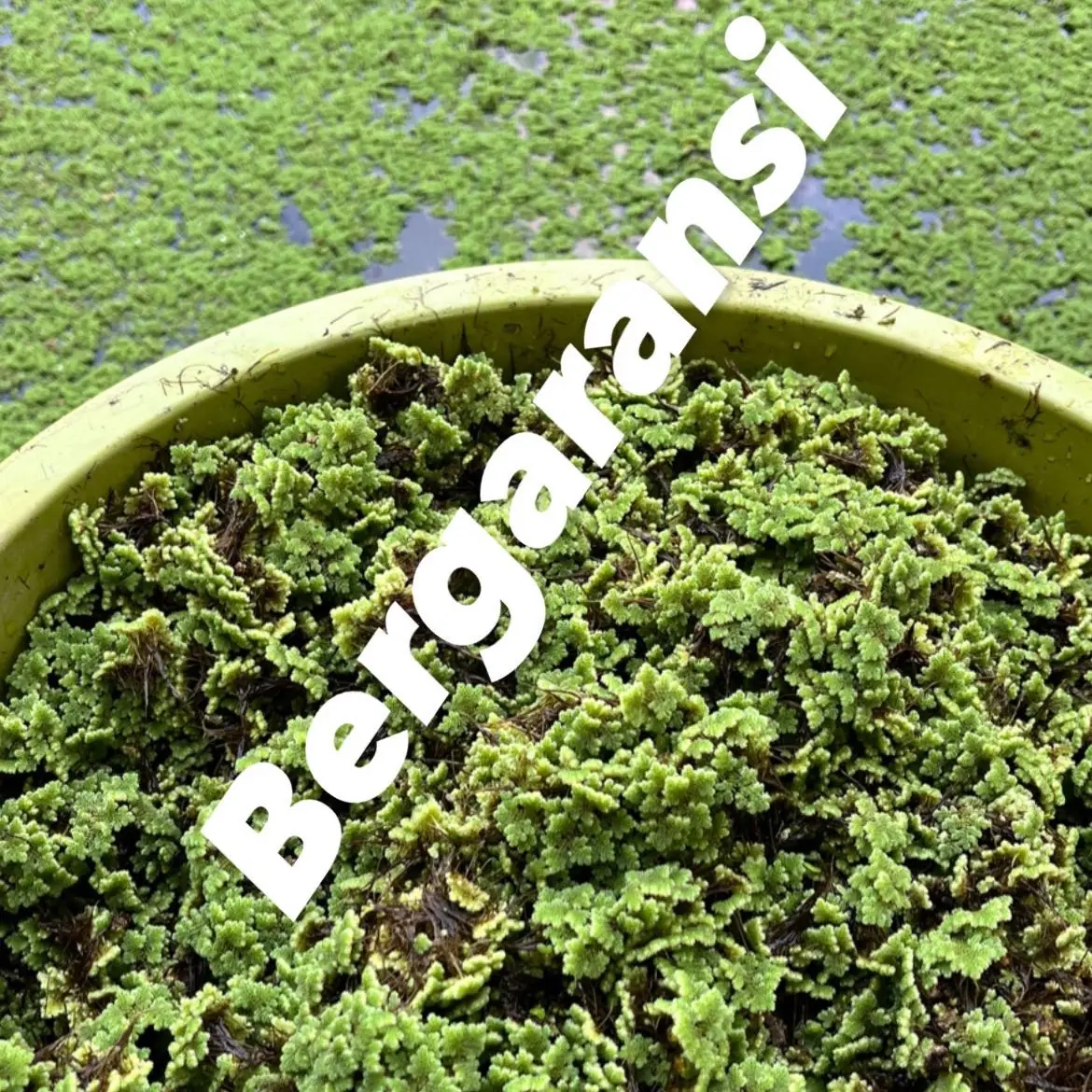 Bibit azolla azola super pakan alternatif