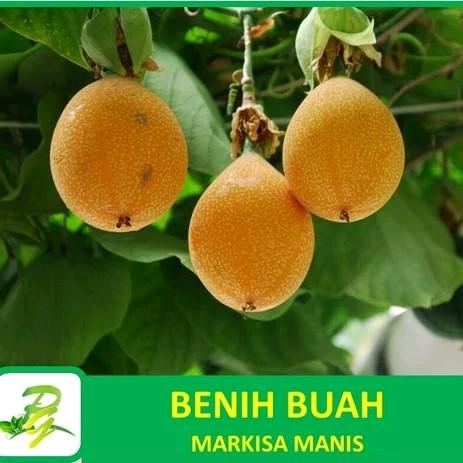 Benih Markisa Madu Konyal - 25 Biji Siap Semai 0