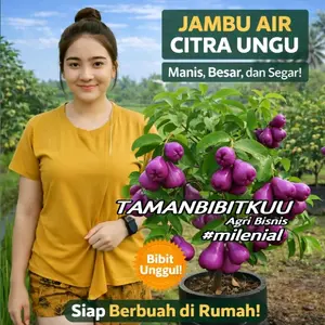 ( Beli 1 Gratis 1 ) Bibit Jambu Air Citra Ungu Okulasi Berkualitas Pendek Cepat Berbuah Bisa Berbuah Dipot