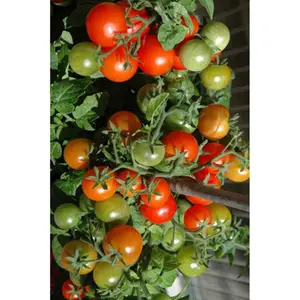 Promo Rampai Lampung Tomat Kecil Untuk Sambal 100gr