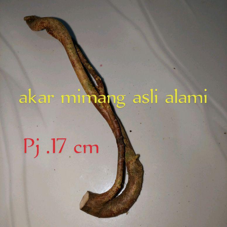 akar mimang asli alami kolelksi unik