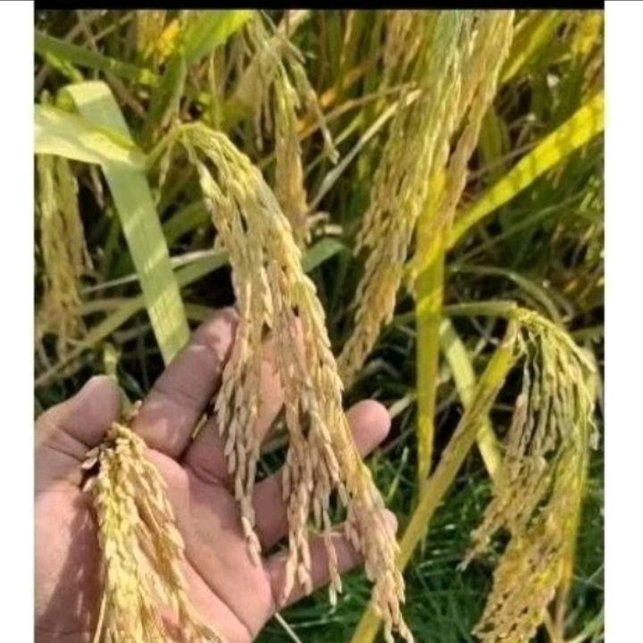 PADI DAN BENIH BENIH PADI ZIZANIA PREMIUM 5kg original produk 6