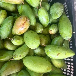 mangga kiojay  muda rujaan fresh baru petik
