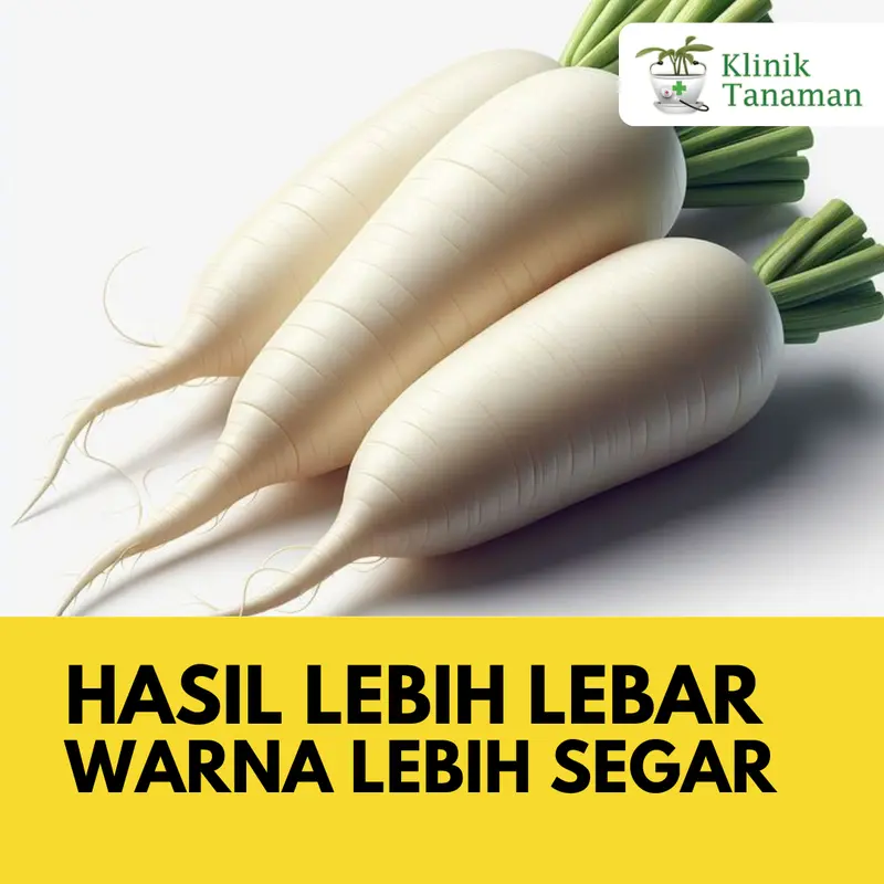 Benih Lobak Chinese Radish Long 20gr (1.300 Biji) Benih Lobak Ta Fung Bibit Lobak TaFung Bibit Ta Fung Benih Ta Fung Seed Benih Tafung Bibit Tafung Benih Sayur Sayuran Buah Tanaman Organik Hidroponik Kebun 1