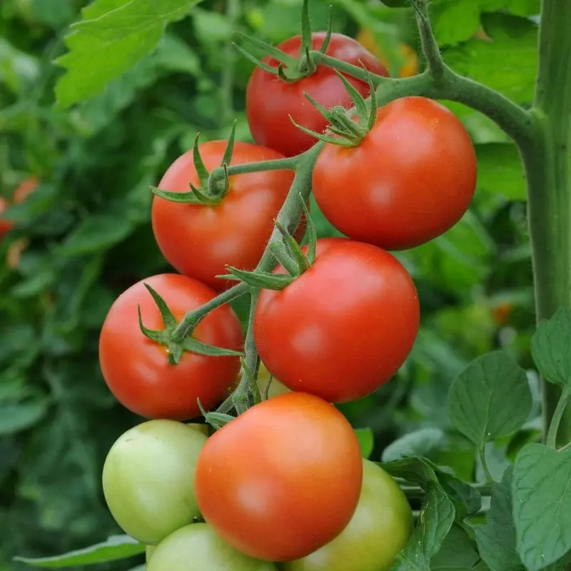 10 Pohon Bibit Tomat Servo F1 Siap Tanam - Bibit Hidup Sayur Tanaman