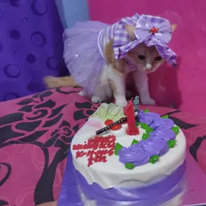 Baju Kucing Bahan Katun Dress Rasher Strip Series / Baju Kucing anjing kelinci / Size XS-XXL / Yuk Belanja Gaes!