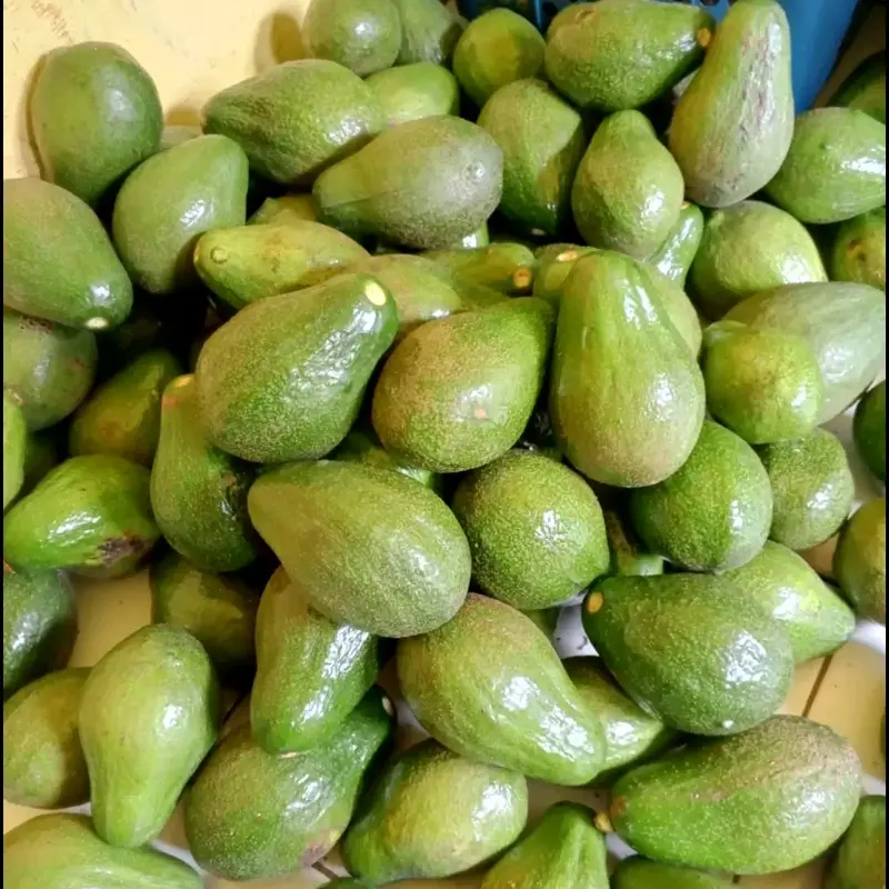 Alpukat Mentega Mini 1 kg Isi 6-7 Buah Frozen dengan Gula Zuriat, Mangga, dan Jeruk 4