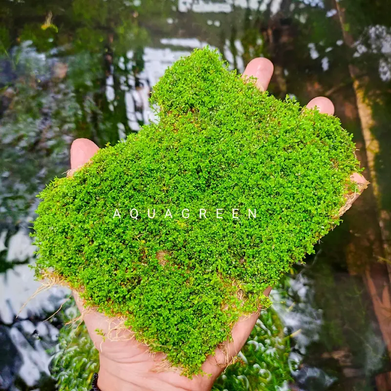 rumput sintetis cuba carpet hiasan aquarium dekorasi aquascape 3