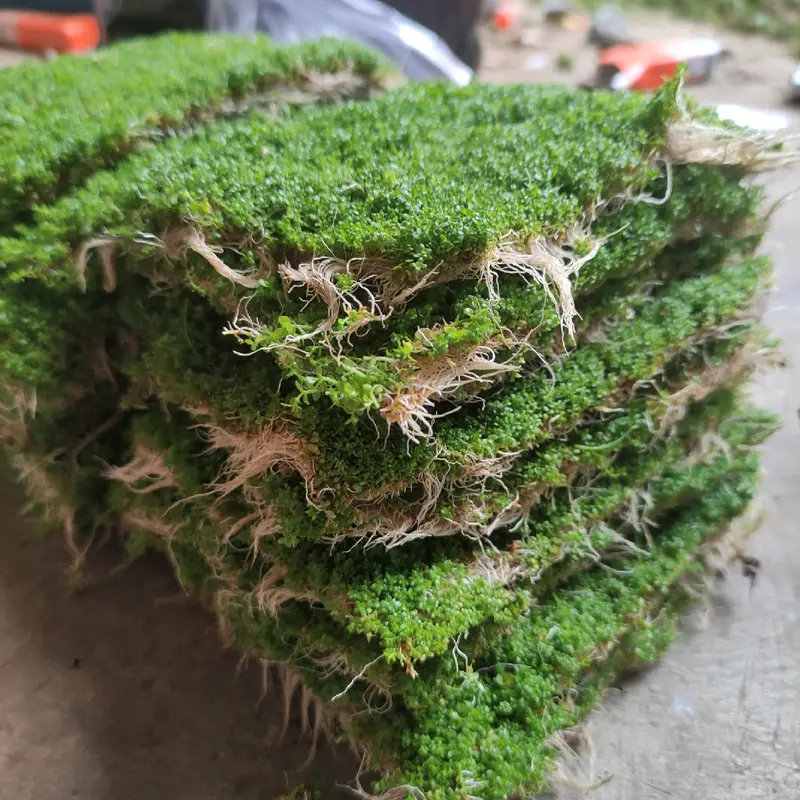 rumput sintetis cuba carpet hiasan aquarium dekorasi aquascape 1