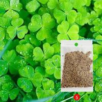 Gambar TaffHOME Bibit Rumput Air Dekorasi Aquarium Landscape Ornament 10g - H0027 - Big Fescue dari Taffware Official Store Kota Administrasi Jakarta Barat 4 Tokopedia