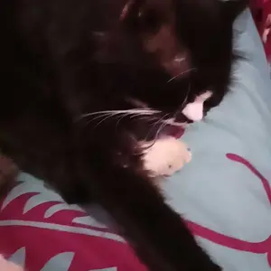 FOLOPETS Elizabeth Cone E-Collar Pet Cat Dog Adjustable Safety Collar Circle Head Cover Bit