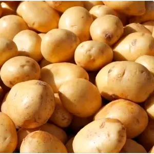 KENTANG DIENG BESAR 1KG DAN 500GRAM