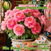 Gambar 20 Biji Benih Bunga Peoni Bonsai Untuk Menanam Tanaman Bunga Peoni Untuk Berkebun Berkebun, Bibit Bonsai, Menanam Bunga, Dekorasi Taman Luar Ruangan Peony Flower Seeds - 4 Paket  dari Benih Pilihan Alam Kota Administrasi Jakarta Pusat 1 Tokopedia