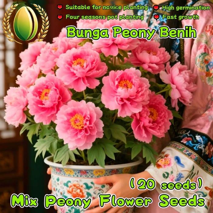 Gambar 20 Biji Benih Bunga Peoni Bonsai Untuk Menanam Tanaman Bunga Peoni Untuk Berkebun Berkebun, Bibit Bonsai, Menanam Bunga, Dekorasi Taman Luar Ruangan Peony Flower Seeds - 4 Paket  dari Benih Pilihan Alam Kota Administrasi Jakarta Pusat Tokopedia