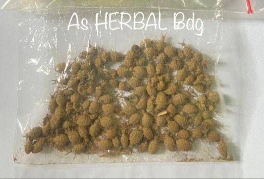 Undur Undur isi 25 pcs alami-az