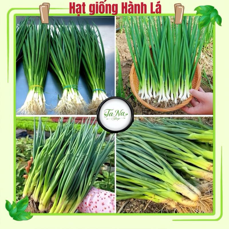 Hạt giống hành lá chịu nhiệt – Nảy Mầm Khỏe, Dễ Trồng, Thu Hoạch Liên Tục V.N