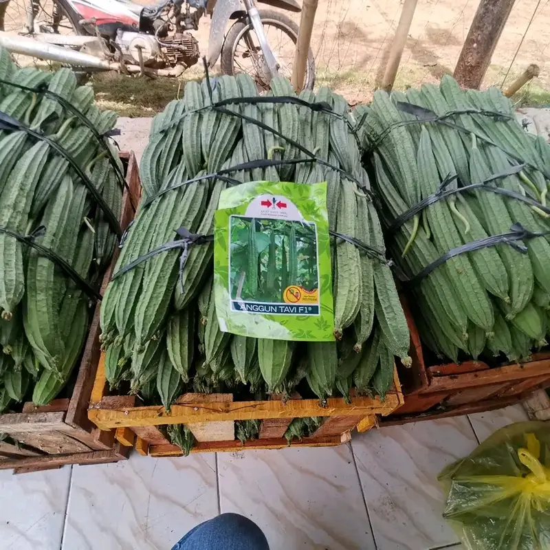 Benih Bibit Gambas Oyong Anggun Tavi F1 (Tahan Virus, mudah Merambat dan Tahan Simpan) Isi 75 Butir Kadaluarsa 2026 Terbaru - Cap Panah Merah (Tanaman Sayuran Umbi Hijau Daun) 6