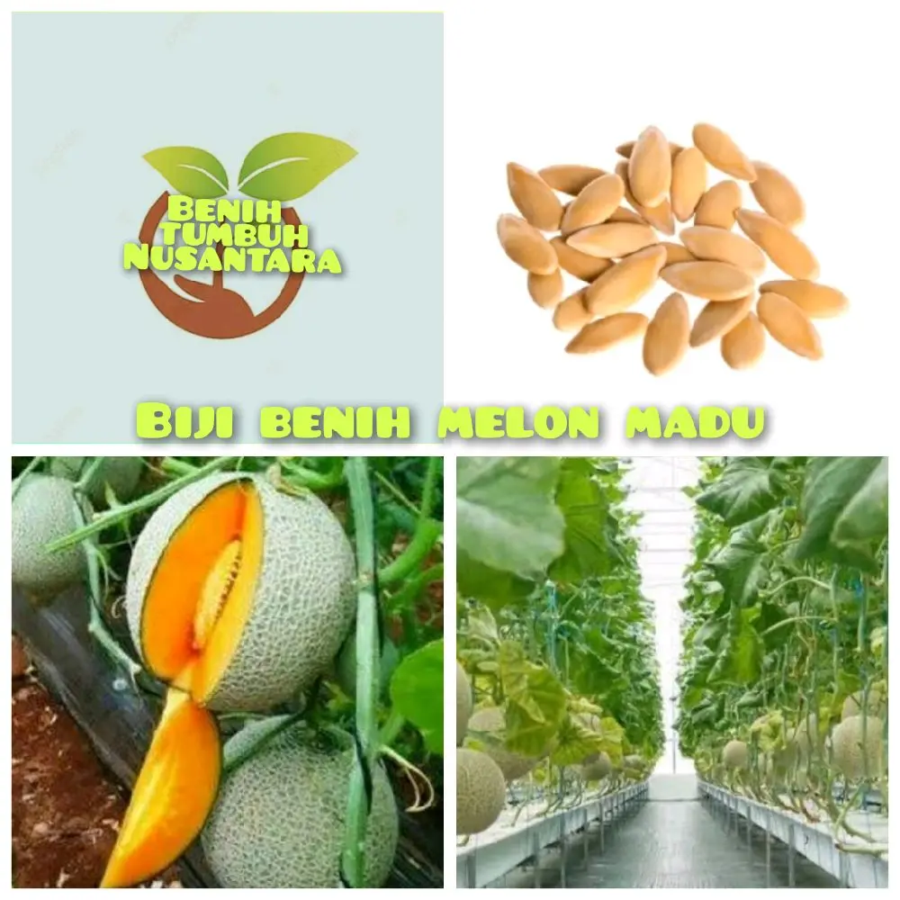 BIJI benih melon madu SIAP SEMAI