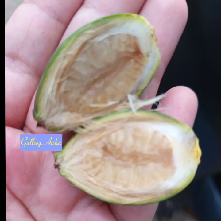 pinang muda  organik 1 kg, pinang dengan harga murah kualitas terbaik ,pinang muda untuk kesehatan tubuh ~Frozen Food 2