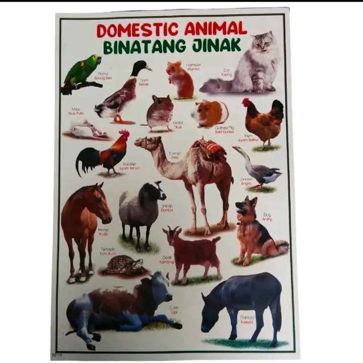 Poster Gambar Hewan | poster Edukasi Anak | Herbivora | Karnivora | Omnivora | Dll.Stationery 6