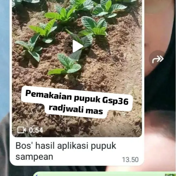 Pupuk Gsp36 kemasan repack 5kg/pupuk non subsidi/pupuk Sp36 100% Original Tanaman 2