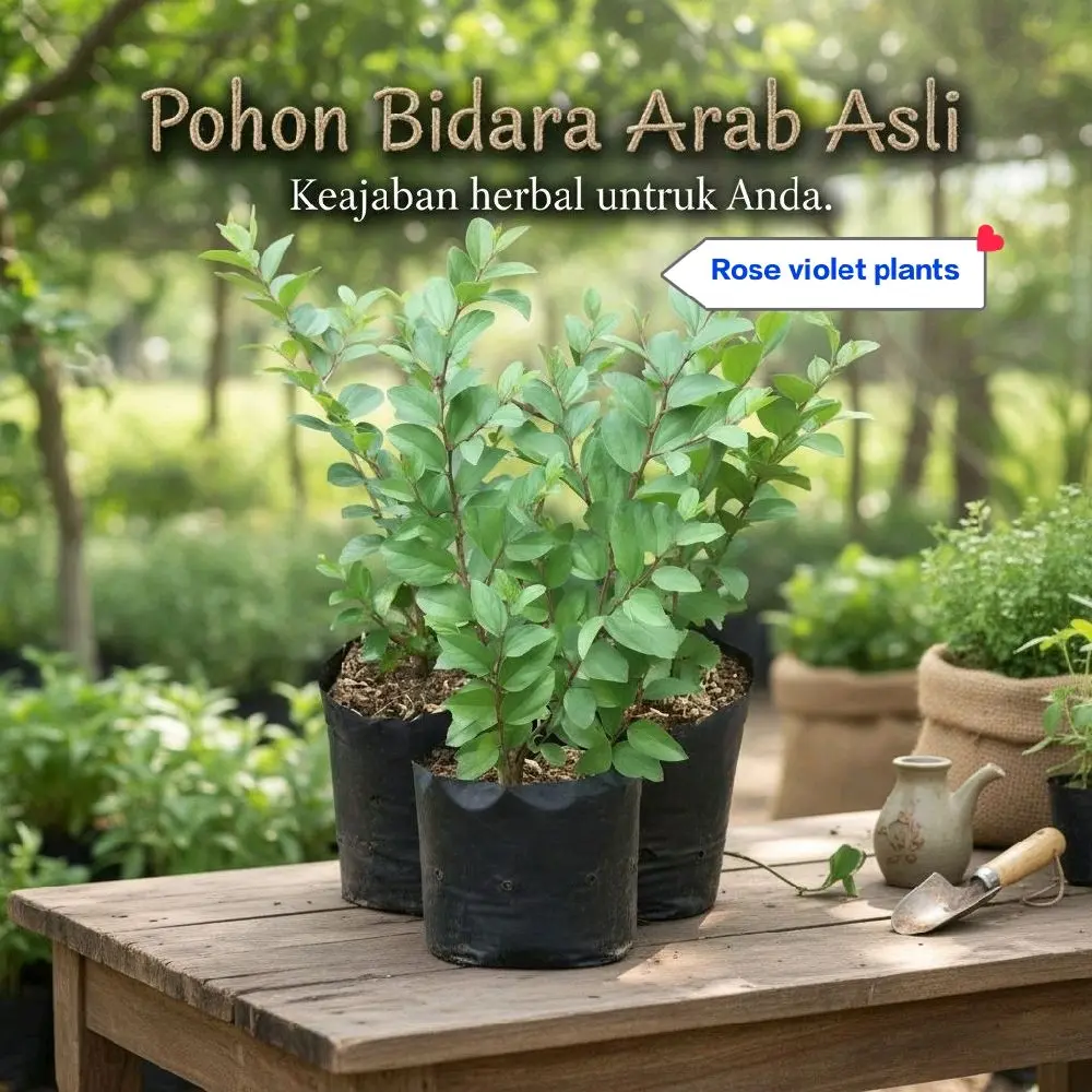 BIBIT BIDARA ARAB ASLI SIAP TANAM Tinggi Bibit Mulai 5cm - 10cm - 20cm Kita kirim Random Sesuai Stok
