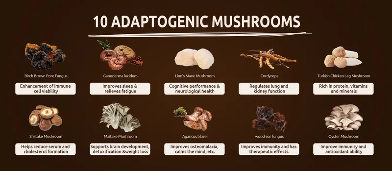 Product Introduction of HiPlus Organic Instant 10-in-1 Mushroom Coffee Powder, 14oz | Weight & Immune Support | Premium Arabica Coffee with Lion’s Mane, Chaga & Reishi 3