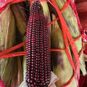 Jagung Ketan Ungu 1 KG | Rendah Kalori & Tinggi Antioksidan