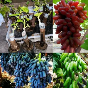 3JENIS BIBIT ANGGUR IMPORT DIJAMIN VALID COD