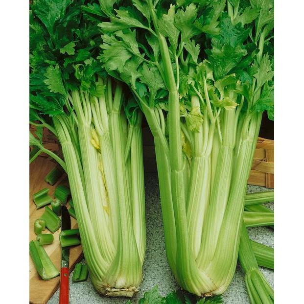 250 Bibit Seledri Batang Besar Tall Utah Benih Tanaman Sayuran Celery Stick Premium Super Unggul 3