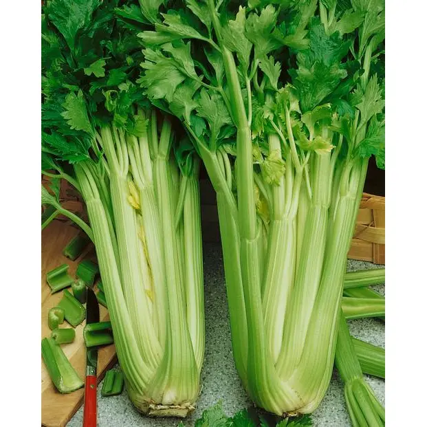 250 Bibit Seledri Batang Besar Tall Utah Benih Tanaman Sayuran Celery Stick Premium Super Unggul 3
