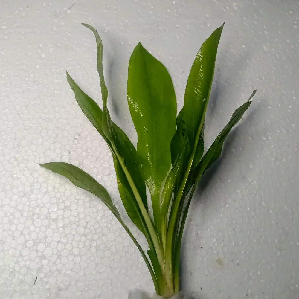 Replika Echinodorus Amazon sword hiasan akuarium dekorasi aquascape