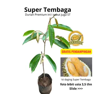 Bergaransi AA Kadu Bibit Durian Super Tembaga Premium Daging Tebal Manis OkuLasi Tersertifikasi Daya Hidup Tinggi