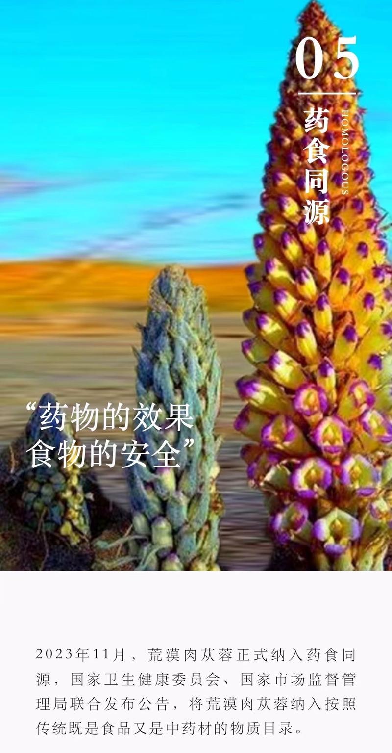 Product Introduction of Desertliving Cistanche Purée Drink Beverage Energy Natural 2