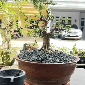 INFARM - Pupuk Padat 1 Kg, Nutrisi Tanaman Vitamin Pohon Bubuk Hitam Penyubur Tanah dan Mendukung Pertumbuhan Akar, Daun dan Buah