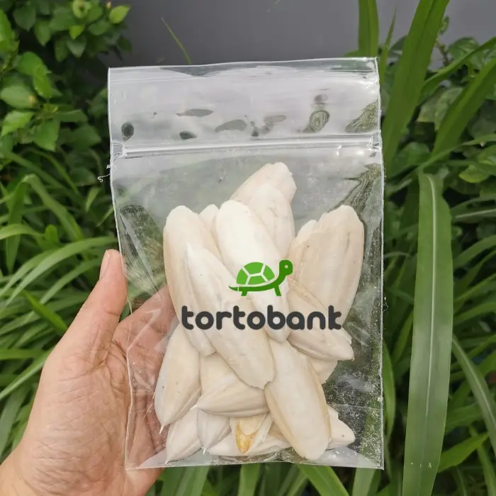 Seller 🌈 Cuttle Fish Bone - Tulang Sotong Super - Kalsium Burung / Reptil 2