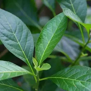 Daun Afrika Segar Fresh Siap Kirim Cepat Daun Herbal Alami untuk Kesehatan Terbaik