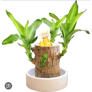 Bahan Bonsai Hanjuang Hijau 15 cm,