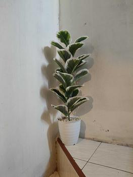 Product Review of TANAMAN ARTIFICIAL KETAPANG  PUTIH 23DAUN(sudah+pot) from n**7 1