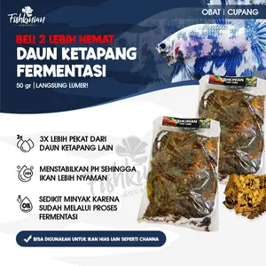 Ketapang Laut  Ketapang Olahan Fermentasi Beli 2 Lebih Hemat