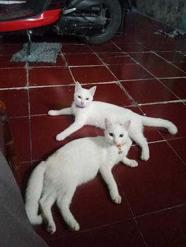 Product Review of Vitamin Penggemuk dan Pelebat Bulu Kucing Anti Rontok Pets Lysine FEFARM from m**e 0