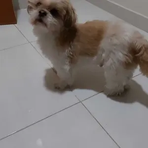 Makanan Anjing Bolt 1kg Dog Food Beef Lamb / Makanan Anjing 1kg