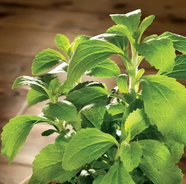 Bibit Benih Biji Tanaman Herb Daun Manis Stevia Rebaudiana Sugar Leaf 2